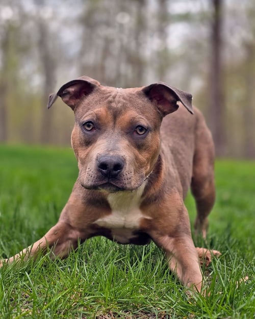 EGG ROLL - American Pit Bull Terrier available for adoption