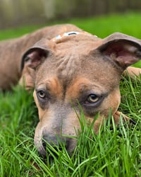 Egg Roll - Photo 4