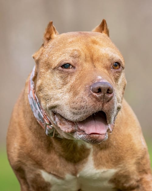 MR. WONDERFUL - American Pit Bull Terrier for adoption in Nashua