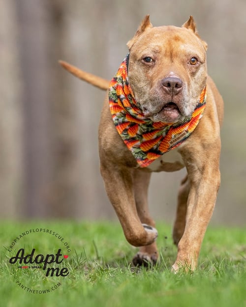 MR. WONDERFUL - American Pit Bull Terrier available for adoption