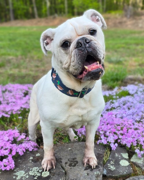 BAMBAM - Bulldog for adoption in Nashua