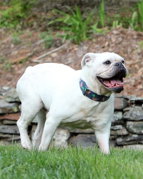 BAMBAM - Bulldog available for adoption