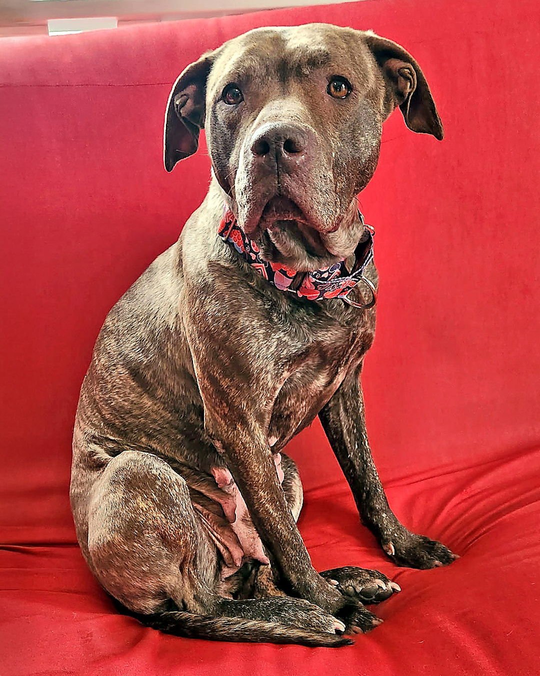 FOXY BROWN - American Pit Bull Terrier / Plott Hound for adoption in Nashua