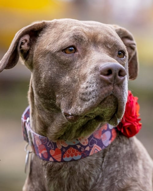 FOXY BROWN - American Pit Bull Terrier / Plott Hound available for adoption