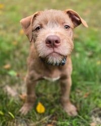 Cheerio - Photo 4