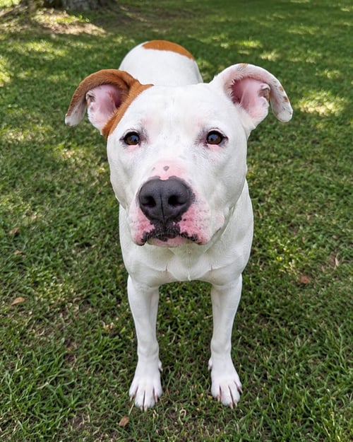 JOHNNY CASH - American Staffordshire Terrier / American Pit Bull Terrier available for adoption