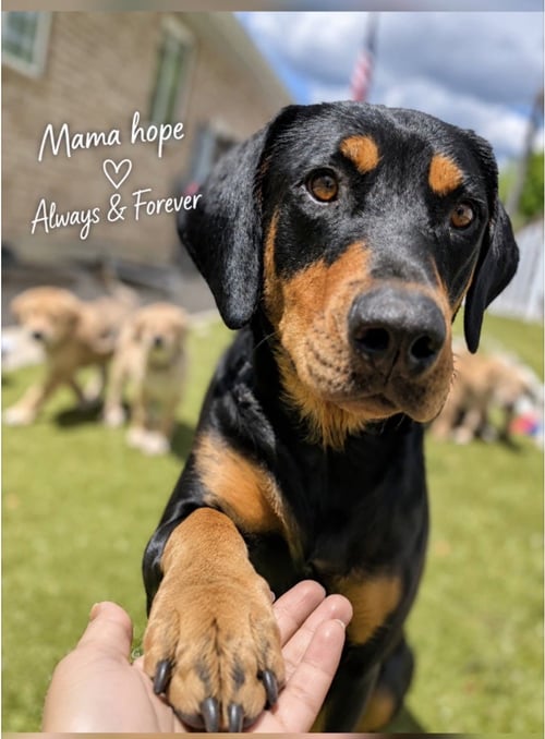 MAMA HOPE