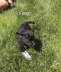 Fern - Photo 1