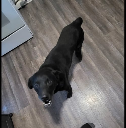 WRONGWAY FREEWAY - Border Collie / Labrador Retriever available for adoption