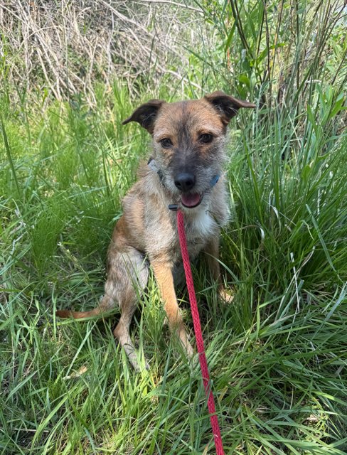 RUE - Terrier available for adoption