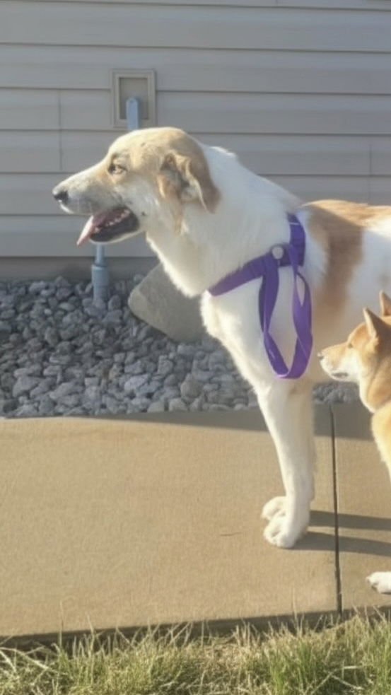 SAMPSON CO - Great Pyrenees / Anatolian Shepherd available for adoption