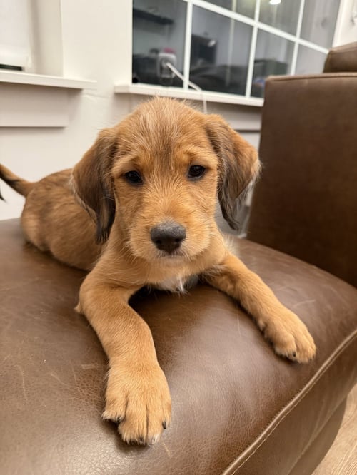 LADY LOVE - Boxer / Labrador Retriever available for adoption