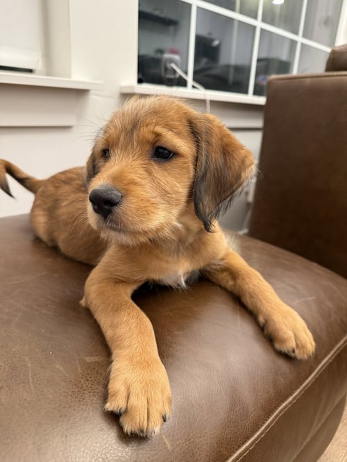LADY LOVE - Boxer / Labrador Retriever available for adoption