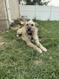 Puppy aka Catniss - Photo 5