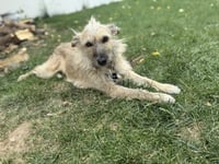 Puppy aka Catniss - Photo 6