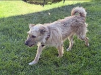 Puppy aka Catniss - Photo 2