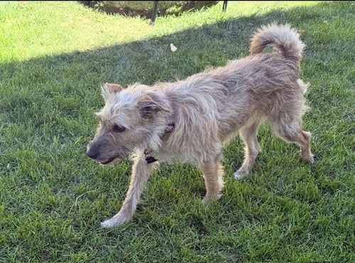 PUPPY AKA CATNISS - Border Terrier / Cairn Terrier available for adoption