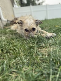 Puppy aka Catniss - Photo 4