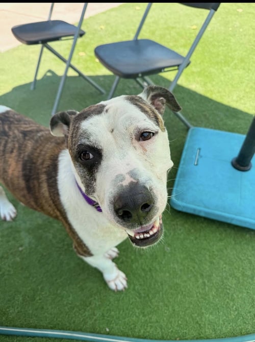 CHEX MIX - American Staffordshire Terrier for adoption in Orem