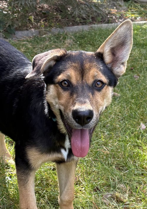 BRYCE - Rottweiler / German Shepherd Dog available for adoption