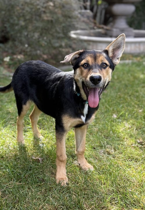 BRYCE - Rottweiler / German Shepherd Dog available for adoption