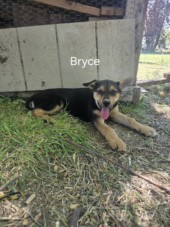 Bryce Image