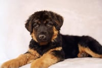 Athena Tina - Photo 1