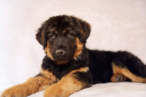 ATHENA TINA - German Shepherd Dog / Australian Cattle Dog/Blue Heeler for adoption in Orem
