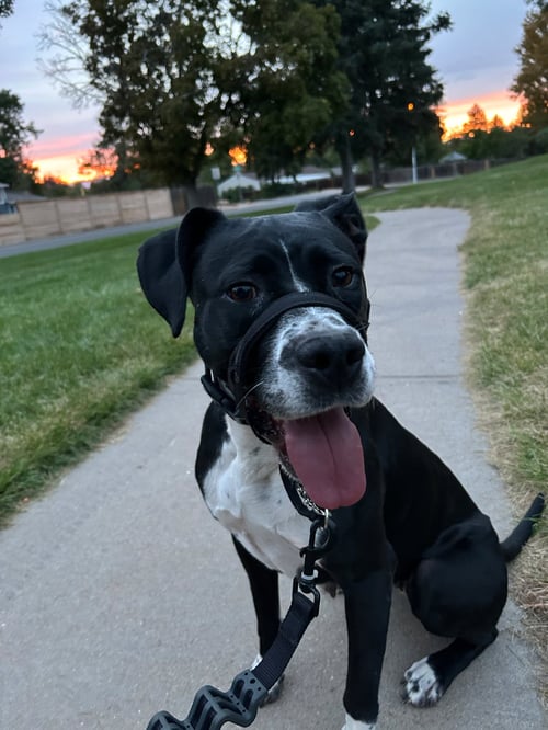 DORI CO - Boxer / Labrador Retriever for adoption in Orem