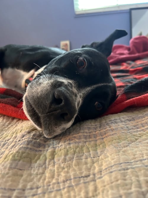 DORI CO - Boxer / Labrador Retriever available for adoption