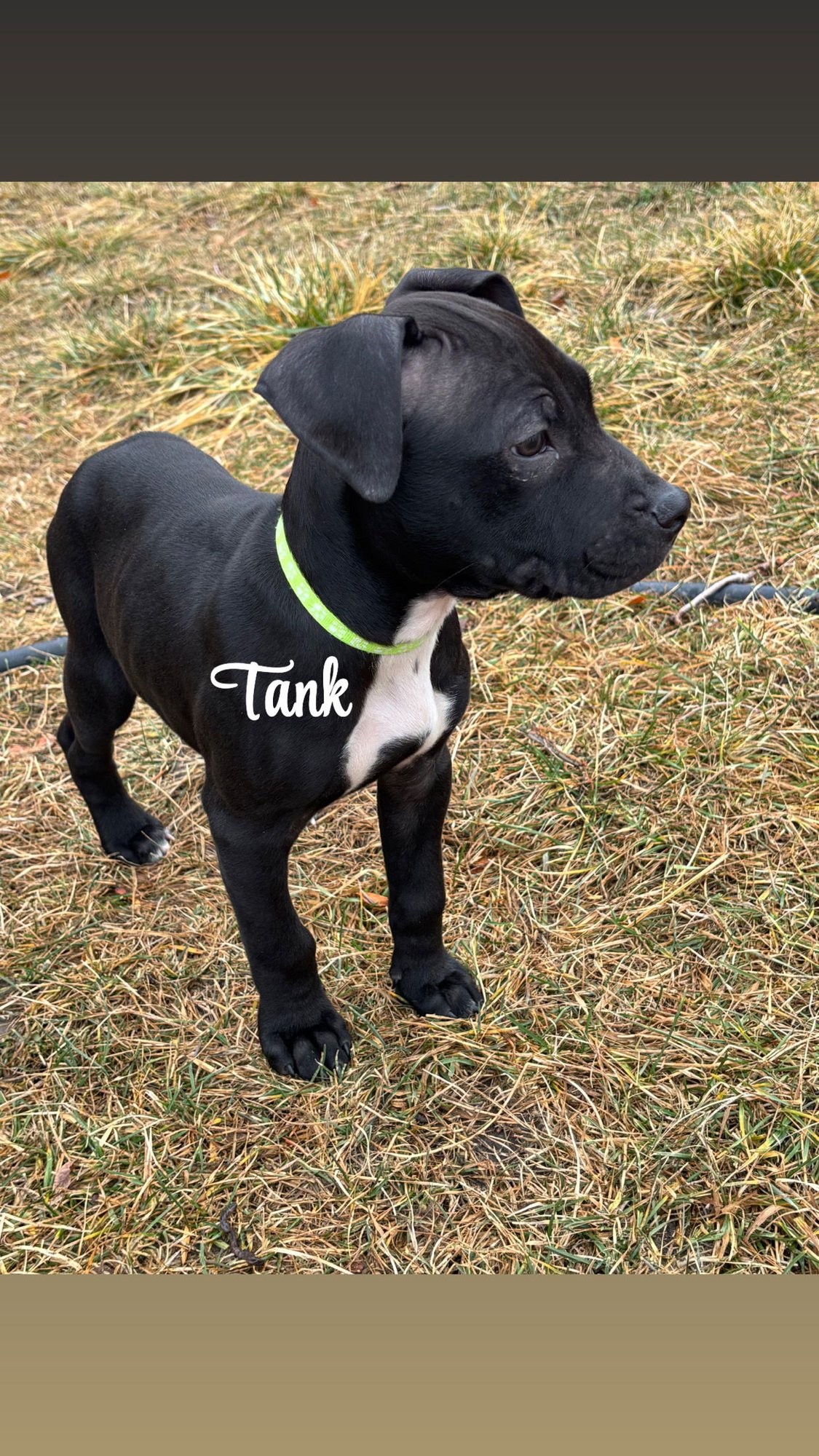 TANK - American Staffordshire Terrier / Boxer available for adoption