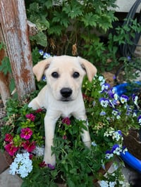 Henry - Photo 1