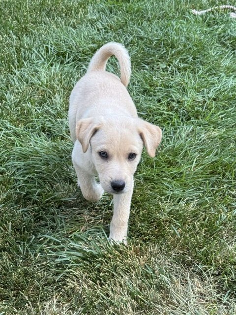 HENRY - Labrador Retriever available for adoption