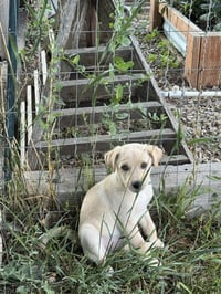 Henry - Photo 4