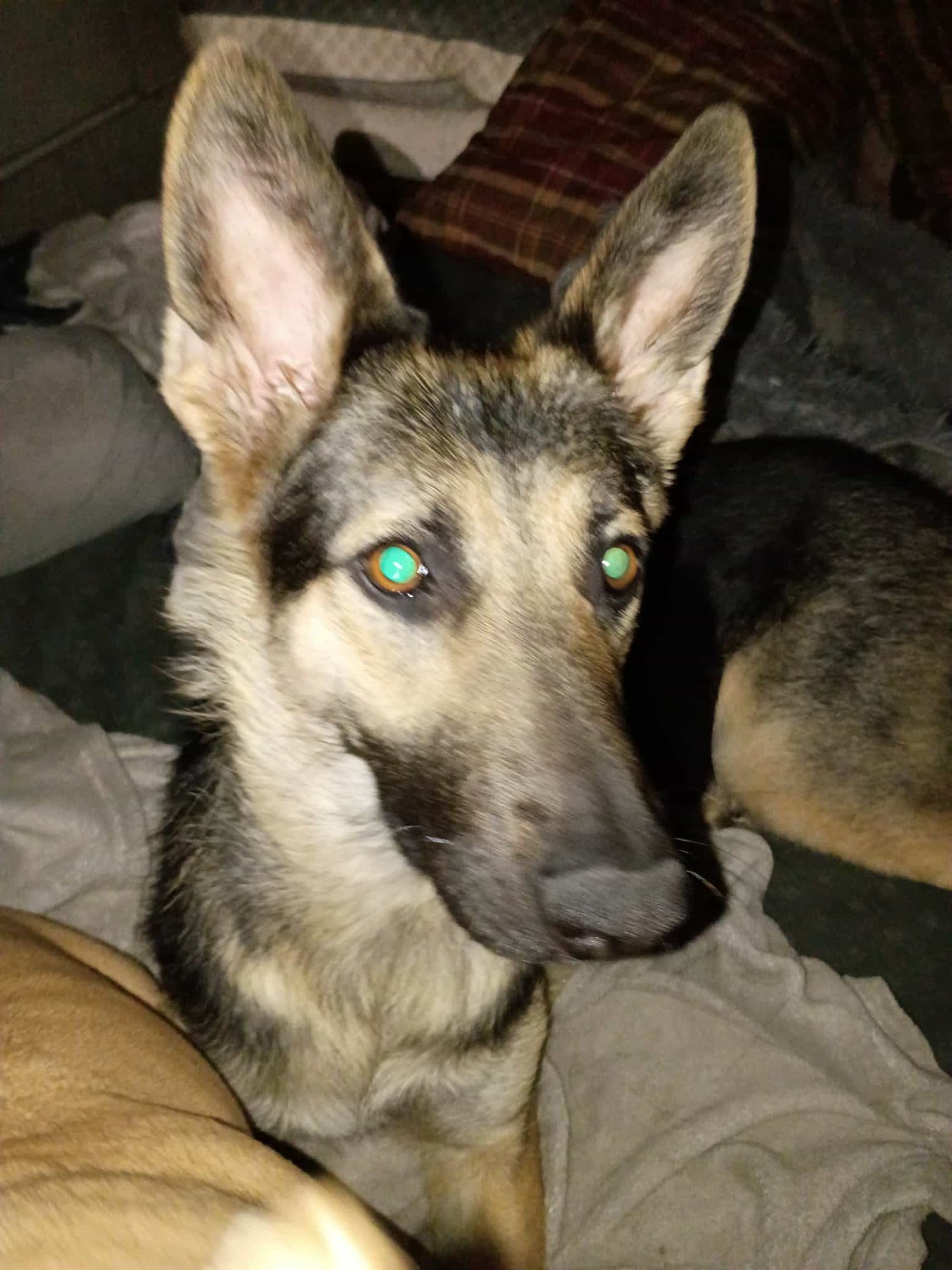 NEVEAH - German Shepherd Dog available for adoption