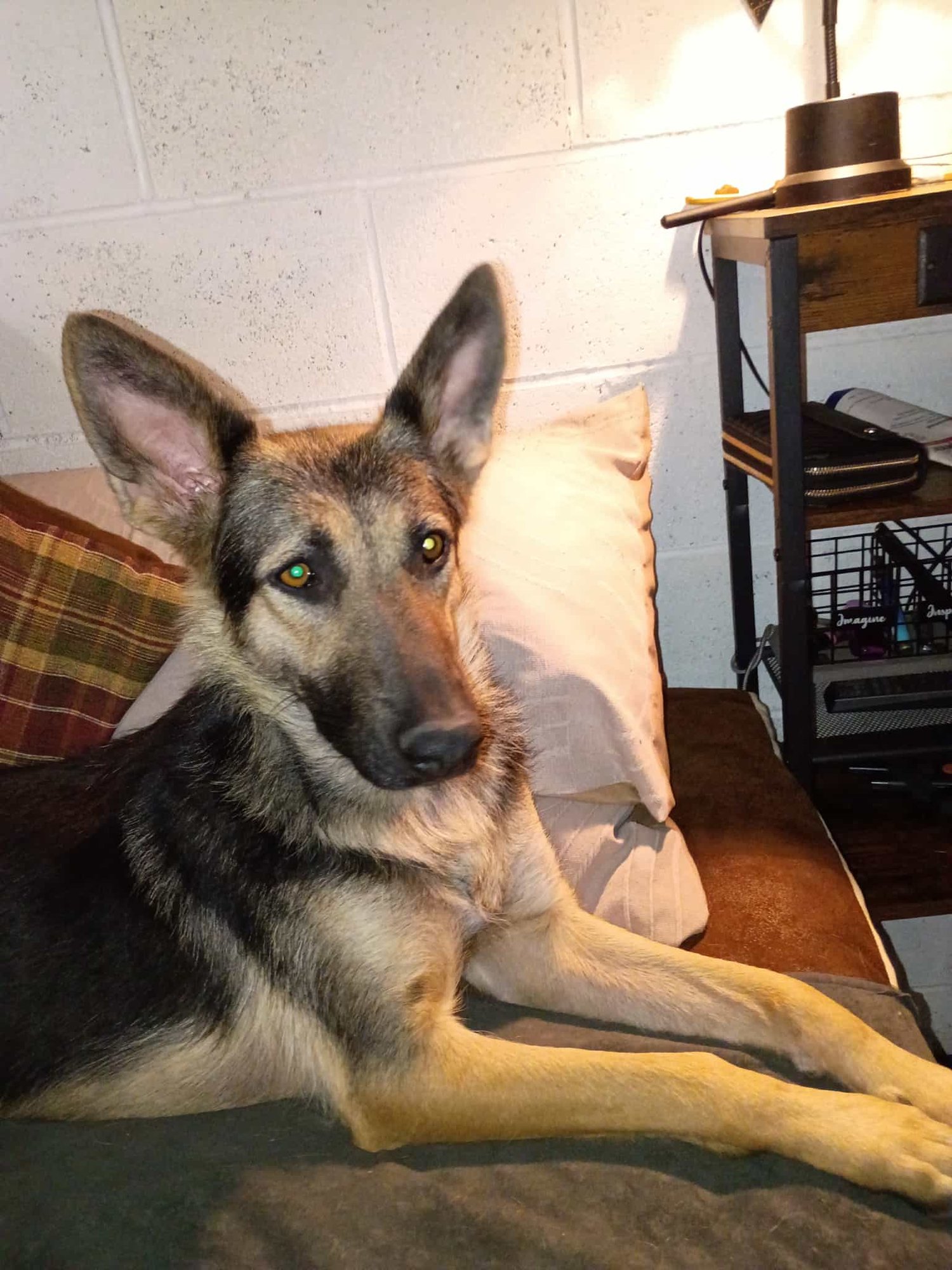 NEVEAH - German Shepherd Dog available for adoption