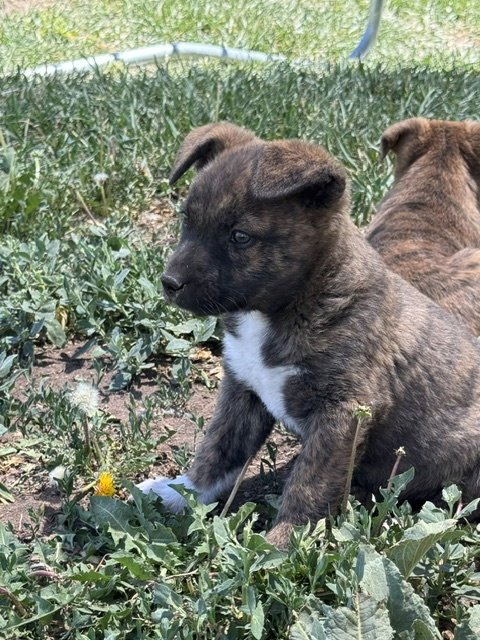 MILEY - Boxer / Australian Cattle Dog/Blue Heeler available for adoption