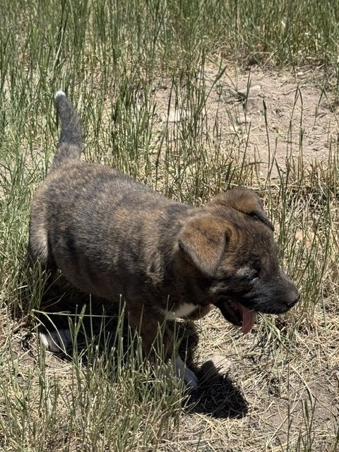 MILEY - Boxer / Australian Cattle Dog/Blue Heeler available for adoption