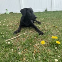 Ringo - Photo 2