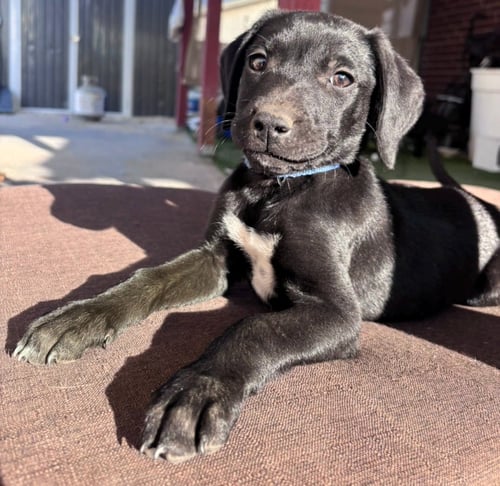 DIEGO - Flat-coated Retriever available for adoption