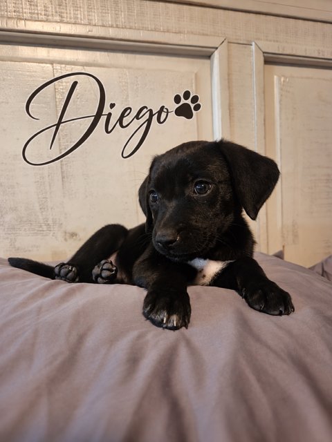 DIEGO - Flat-coated Retriever available for adoption