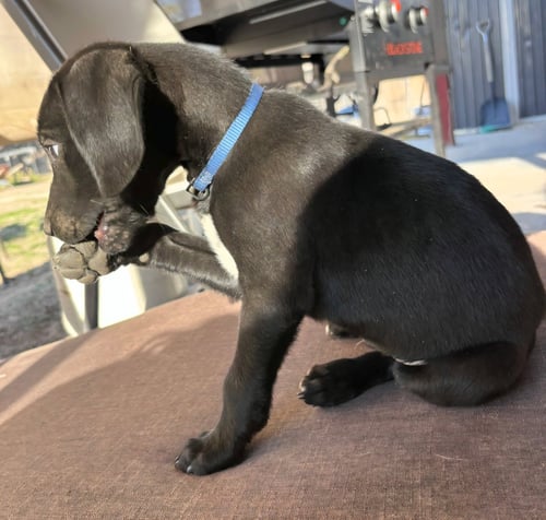 DIEGO - Flat-coated Retriever available for adoption
