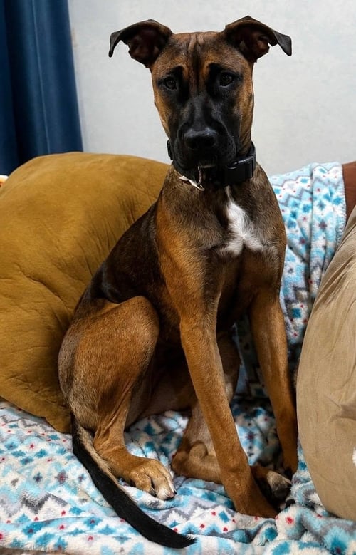LADY - American Pit Bull Terrier / Belgian Shepherd Malinois available for adoption