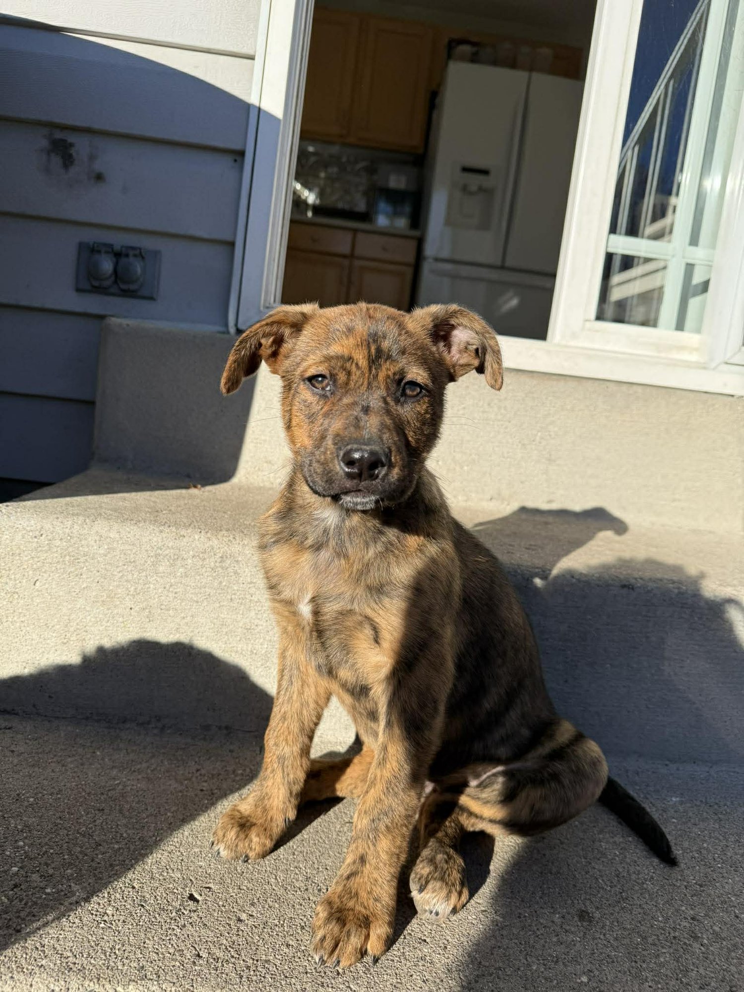 MARLEE - American Pit Bull Terrier available for adoption