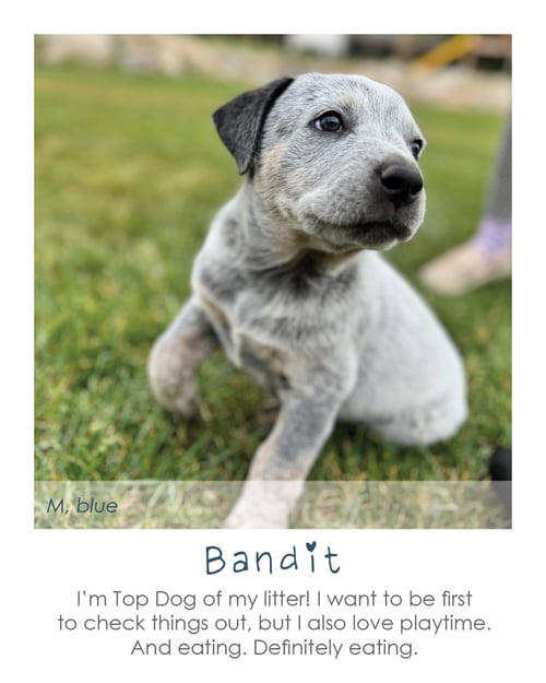 BANDIT