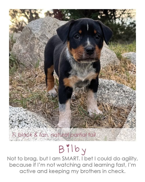 BILBY - Australian Cattle Dog/Blue Heeler for adoption in Orem