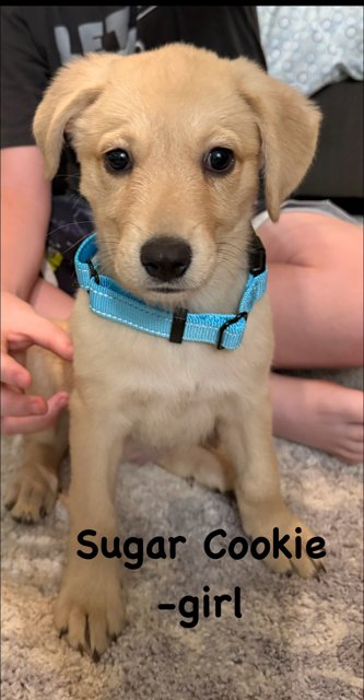 SUGAR COOKIE - Labrador Retriever available for adoption