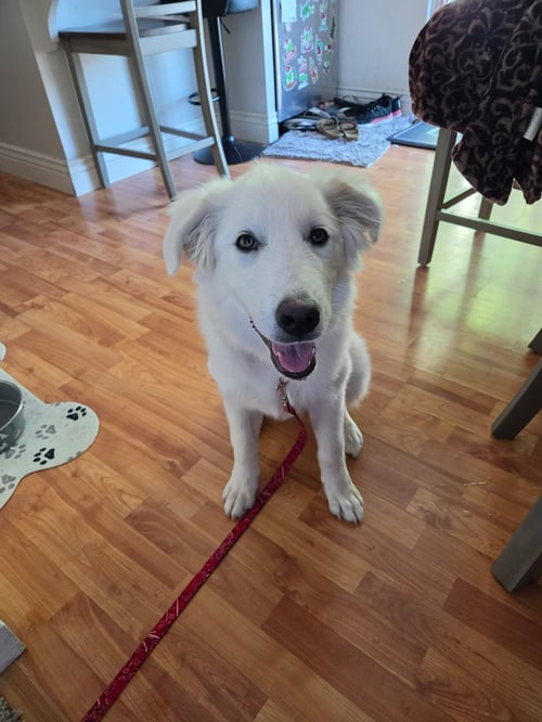 WILLOW MAE - Great Pyrenees available for adoption