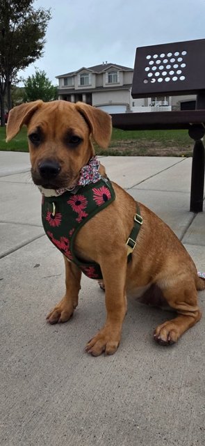 Honey aka Canela Image