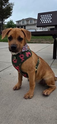 Honey aka Canela - Photo 1